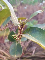 Erythroxylum campestre