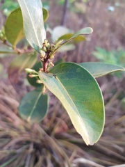 Erythroxylum campestre