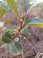 Erythroxylum campestre