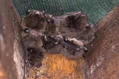 Myotis macropus