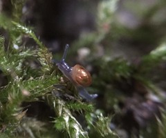 Bekkochlamys subrejecta
