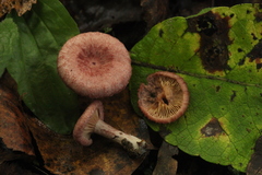 Lactarius spinosulus