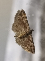 Gymnoscelis rufifasciata