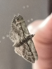 Gymnoscelis rufifasciata