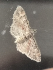 Gymnoscelis rufifasciata