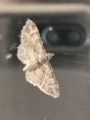 Gymnoscelis rufifasciata