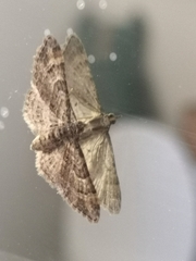 Gymnoscelis rufifasciata