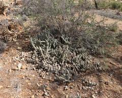 Tephrocactus articulatus