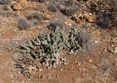 Tephrocactus articulatus