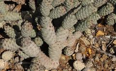 Tephrocactus articulatus