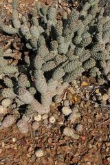 Tephrocactus articulatus
