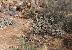 Tephrocactus articulatus