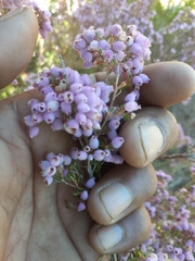 Erica hirtiflora hirtiflora