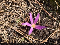 Colchicum montanum