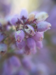 Erica hirtiflora hirtiflora
