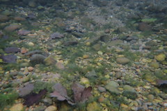 Balkan Loach photo 3