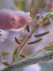 Erica hirtiflora hirtiflora