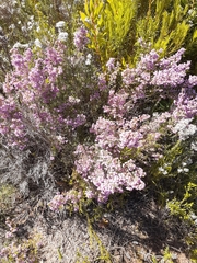 Erica hirtiflora hirtiflora