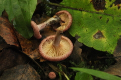 Lactarius spinosulus