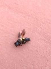 Megachile disjuncta