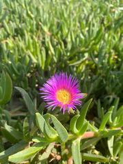 Carpobrotus acinaciformis
