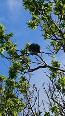 Hemiphaga novaeseelandiae