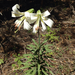 Lilium washingtonianum - Photo (c) cathychambers, algunos derechos reservados (CC BY-NC), subido por cathychambers
