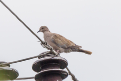 Streptopelia decaocto