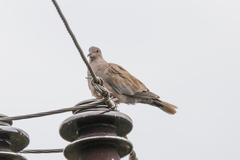 Streptopelia decaocto