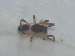 Oedignatha scrobiculata