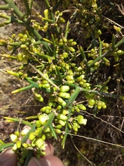 Colletia