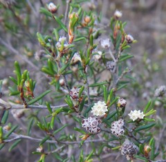 Spyridium eriocephalum