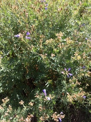 Polemonium foliosissimum