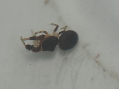 Harmochirus brachiatus