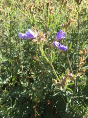 Polemonium foliosissimum
