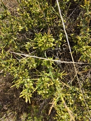 Colletia