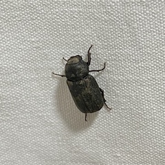 Maechidius
