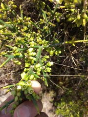 Colletia