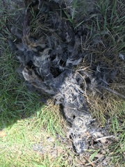 Pseudocheirus peregrinus