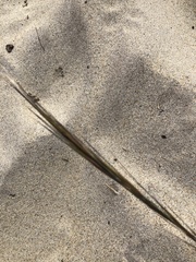 Aristida tuberculosa