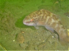 Ctenolabrus rupestris