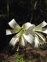 Lilium washingtonianum