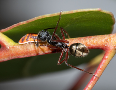Camponotus suffusus bendigensis