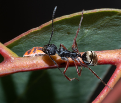 Camponotus suffusus bendigensis