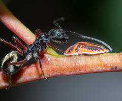 Camponotus suffusus bendigensis