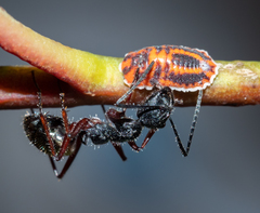 Camponotus suffusus bendigensis