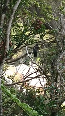 Hemiphaga novaeseelandiae