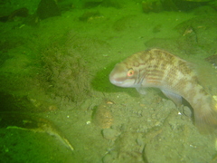 Ctenolabrus rupestris