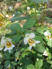 Impatiens edgeworthii