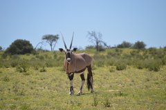 Oryx gazella